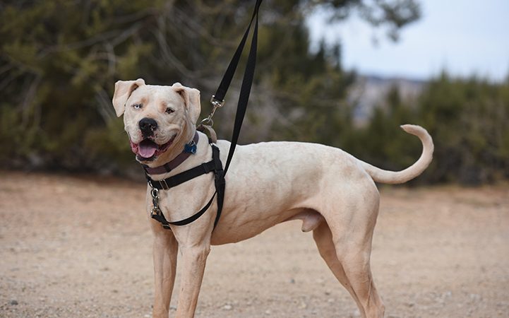 No Pull Dog Harness come in different colors