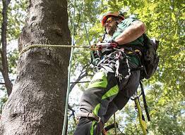 Comprehensive Tree Care Services: The Best in San Antonio and Beyond!
