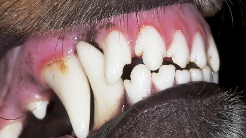 Broken Teeth in Dogs: The Main Causes