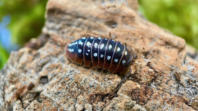Bioactive Magic: Isopods for Sale in the UK and Their Terrarium Benefits