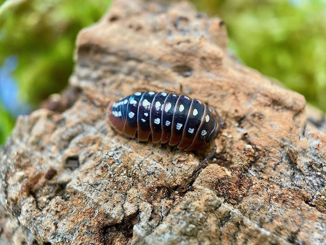 Bioactive Magic: Isopods for Sale in the UK and Their Terrarium Benefits
