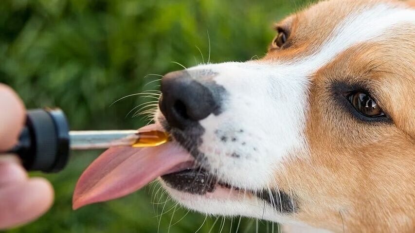 When should you introduce CBD dog treats to your pet’s diet?