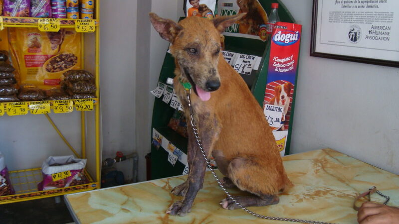 Free Anti-Rabies Vaccination: Karnataka’s Proven Pet Care Initiative