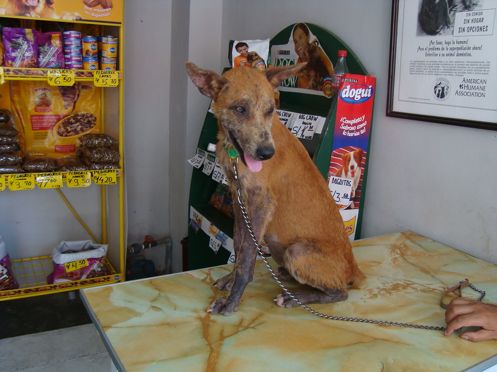 Free Anti-Rabies Vaccination: Karnataka’s Proven Pet Care Initiative
